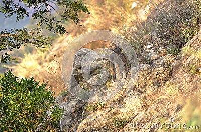 Nilgiri Ibex, India Stock Photo